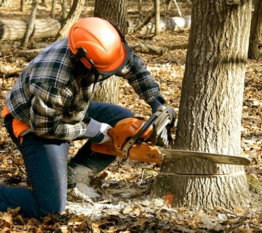 Tree Removal in Red House, WV